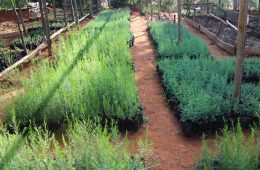 Tree nurseries