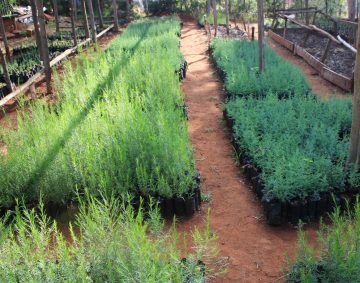 Tree nurseries