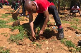 Tree planting champion