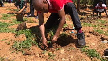 Tree planting champion