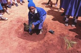 Tree planting with pupils