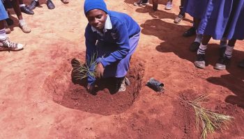 Tree planting with pupils