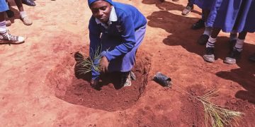 Tree planting with pupils