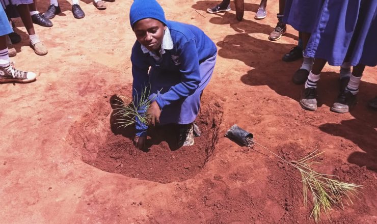 Tree planting with pupils