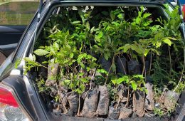 Trees for planting