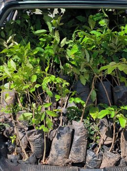 Trees for planting