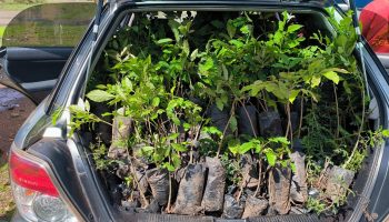 Trees for planting
