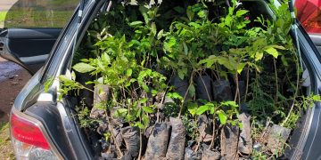 Trees for planting