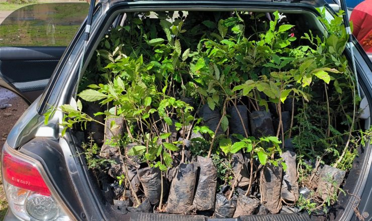 Trees for planting